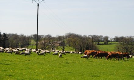 Mixed grazing for cattle & sheep to limit parasite infestation