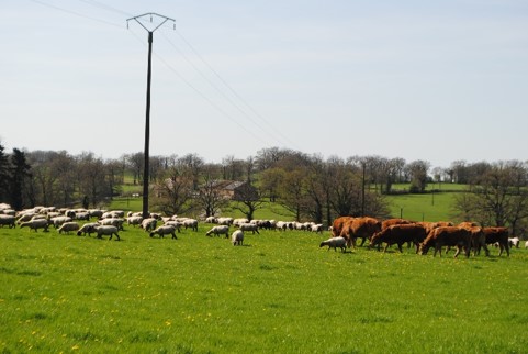 Szarvasmarhák és juhok vegyes legeltetése, mint megoldás a parazita fertőzés korlátozására