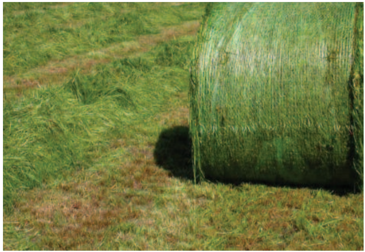 Producing high feed value grass silage