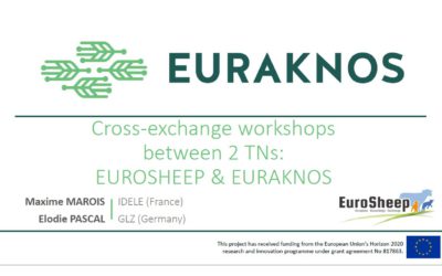 Workshop between EuroSheep and Euraknos