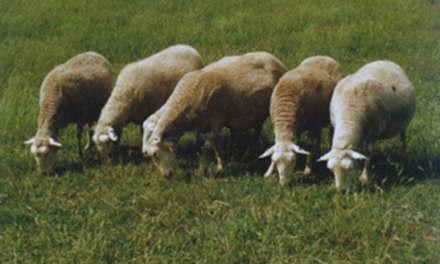 Infección por parásitos gastrointestinales en ovejas adultas