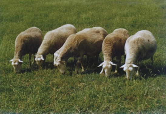 Infección por parásitos gastrointestinales en ovejas adultas