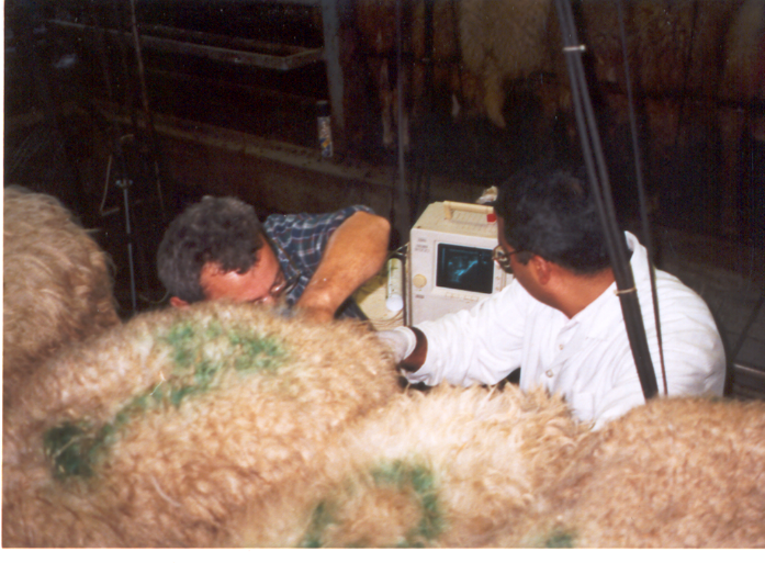Besoins nutritionnels d’une agnelle de renouvellement lors d’une première lactation