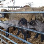 Respiratory issues of lambs