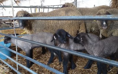 Respiratory issues of lambs