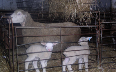 Erken yaşta kuzulayan koyunların gelişimi