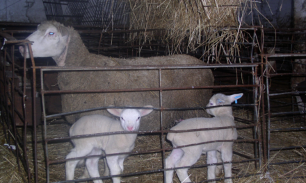 Ανάπτυξη προβατίνων που πραγματοποιούν τον πρώτο τοκετό τους σε μικρή ηλικία