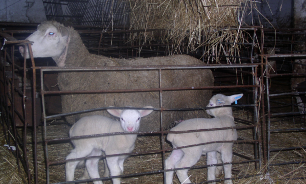 Desarrollo de ovejas que parieron jóvenes