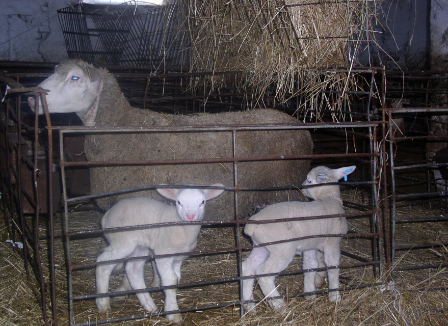 Sviluppo di pecore che hanno partorito giovani