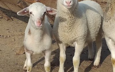 Lambs with joint ill