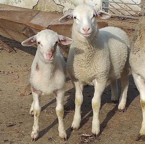 Lambs with joint ill