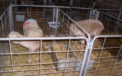 Gestion des agneaux — préparation des brebis à l’agnelage & Agnelage et élevage, organisation de la main-d’œuvre