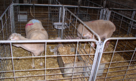 Lambing management