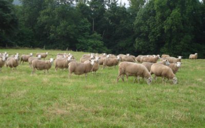 Comment réussir la transition alimentaire du troupeau lors de la mise à l’herbe