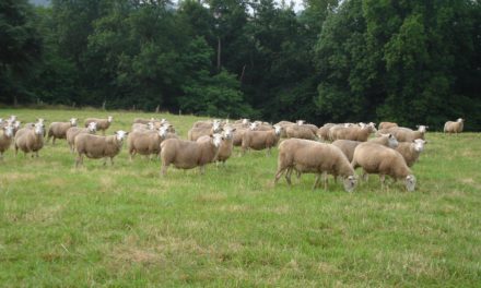 Comment réussir la transition alimentaire du troupeau lors de la mise à l’herbe