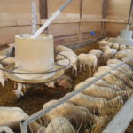 Knowledge of nutrition requirements for fattening lambs