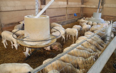 Connaître les besoins alimentaires des agneaux à l’engraissement
