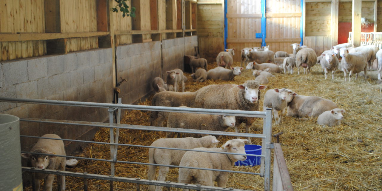 Διαχείριση προβατίνων με τρίδυμα