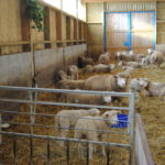 Managing triplet rearing ewes