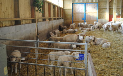 Managing triplet rearing ewes