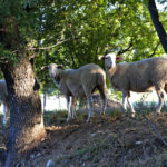 La conduite des agnelles de renouvellement
