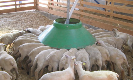 Male lambs – leave entire or castrate