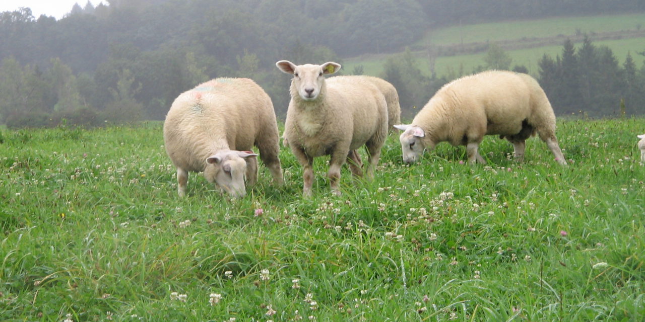 Des concentrés pour les agneaux au pâturage