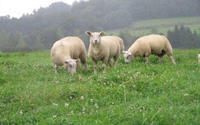 Des concentrés pour les agneaux au pâturage