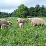 Managing ewe condition score through the year
