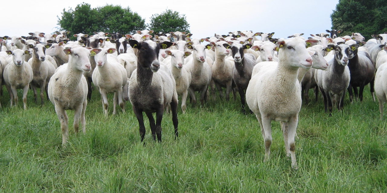Nutritional Requirements at Key Points in the Ewe’s Production Cycle