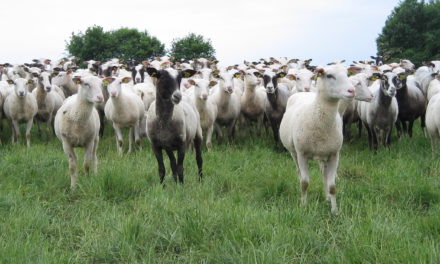 Koyunların Üretim Döngüsünde Besin Gereksinimlerinin Önemli Noktaları