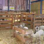 Acute Death of Lambs