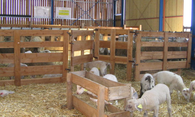 Acute Death of Lambs