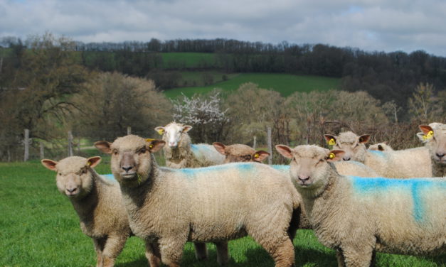 The effect of age at first lambing on lifetime performance