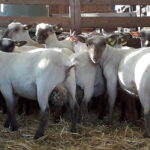 Tondre les agneaux améliore-t-il leurs performances ?