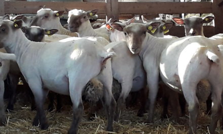 Does Shearing Lambs Improve Performance?