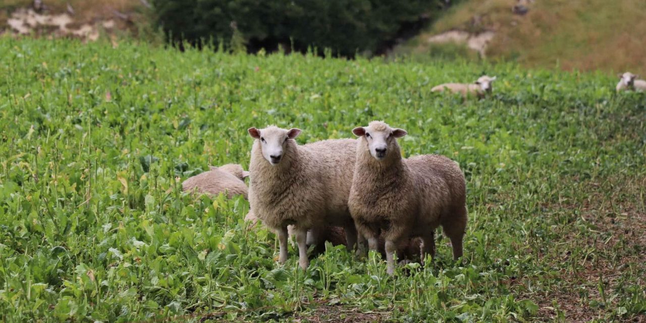 EuroSheep – Lessons from New Zealand sheep farming webinar