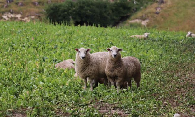EuroSheep – Lessons from New Zealand sheep farming webinar