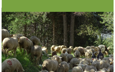 Diagnostic et traitement des boiteries ovines